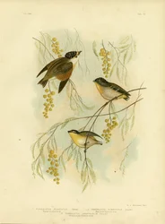 Foltos gyémántmadár vagy foltos pardalote, 1891